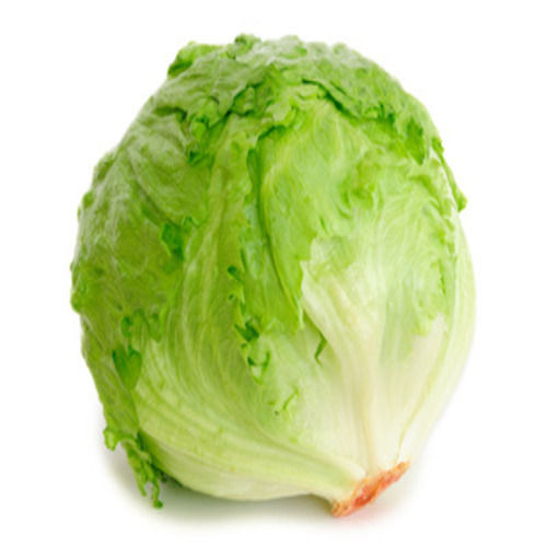 High Fiber Chemical Free Healthy Natural Taste Green Fresh Lettuce Iceberg