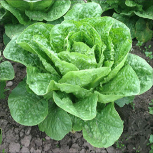 High Fiber Rich Natural Fine Taste Healthy Green Fresh Cos Lettuce