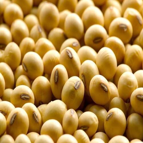 Long Shelf Life Healthy Natural Rich Fine Taste Dried Soybean Seeds