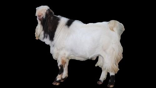 Low In Saturated Fat And Cholesterol Rich In Iron Totapari White And Black Live Goat Gender: Both