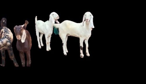 Low Prices Disease Free Healthy Sojat Brown White And Brown Live Goat Gender: Both