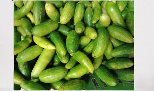 Green Color Natural Fresh Cucumber 1 Kg With 2% Moisture And 1 Week Shelf Life