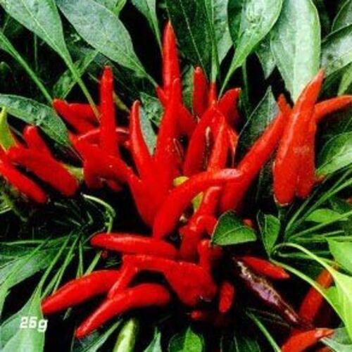 Chemical Free Spicy Natural Taste No Artificial Color Fresh Red Chilli