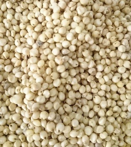 Cream Colour Healthy Premium And Super Quality Nutrition Rich Jowar Grains