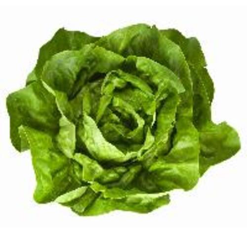 High Fiber Chemical Free Healthy Natural Taste Green Fresh Lettuce