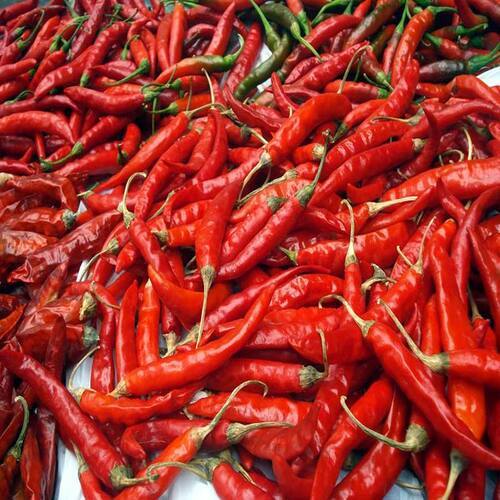 Solid Whole Spice Hot Spicy Natural Taste No Artificial Color Dried Red Chilli