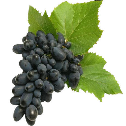 Juicy Rich Delicious Natural Taste Chemical Free Healthy Organic Fresh Black Grapes Origin: India