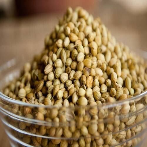 Long Shelf Life Healthy Natural Rich Fine Taste Dried Coriander Seeds