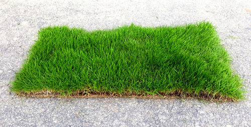 Outdoor Mexican Lawn Grass For Gardening