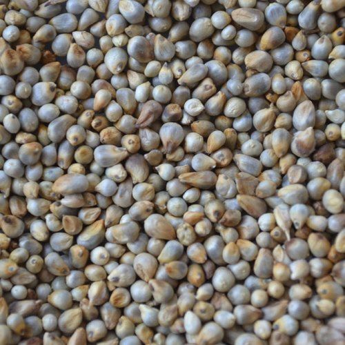 Brown Premium And Naturally Sweet Flavor Pearl Millet Enriched With Nutrients And Minerals