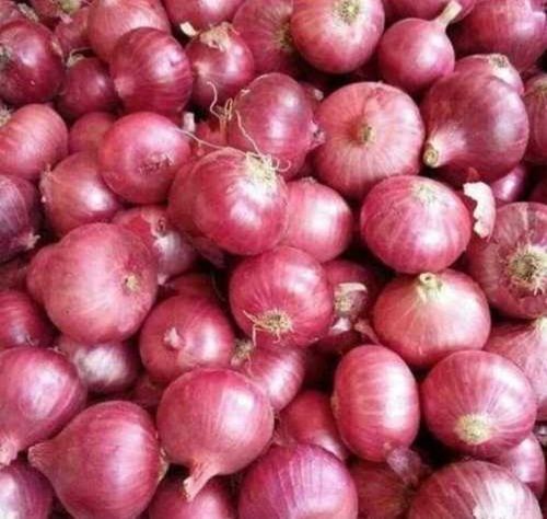 Pungent In Taste Globe Shape Preserved Style Organic Fresh Red Onion
