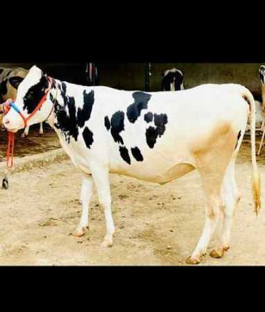 Black and White Healthy HF Cow