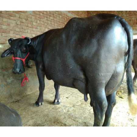 Black Murrha Buffalo - Gender: Female