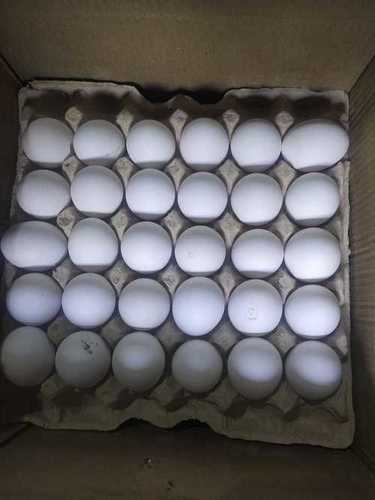 Healthy And Nutritious Rich Taste High In Protein White Oval Fresh Chicken Eggs