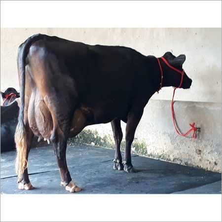 High Milk Capacity Black Hf Cow Gender: Female