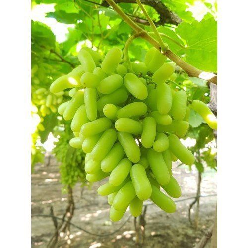 Indian Origin And A Grades Fresh Natural Tasty Green Color Grapes