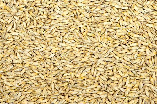 A Grade 100% Pure, Natural and Dried Healthy Raw Yellow Barley Malt