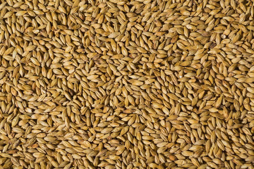 Brown Colour Raw Barley Malt With 6-7 Months Shelf Life And 100% Organic