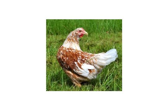 Disease Free Brown And White Swedish Flower Bread Poultry Live Chicken Gender: Female