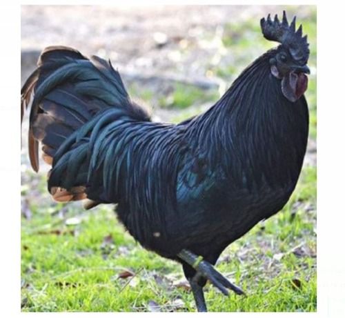 High In Protien Disease Free Healthy Black Kadaknath Bread Poultry Live Chicken