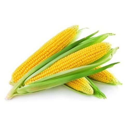 Yellow Organic And Fresh Baby Corn With 7 Days Shelf Life And 100% Organic, Pesticide-Free