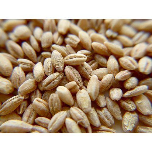 Rich Vitamins A Grade 100% Pure and Organic Natural Malt Barley Grains