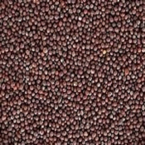 100% Natural Pure And Organic Black Color Mustard Seed For Cooking, Spices 