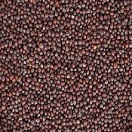 100% Natural Pure And Organic Black Color Mustard Seed For Cooking, Spices  Admixture (%): 1%