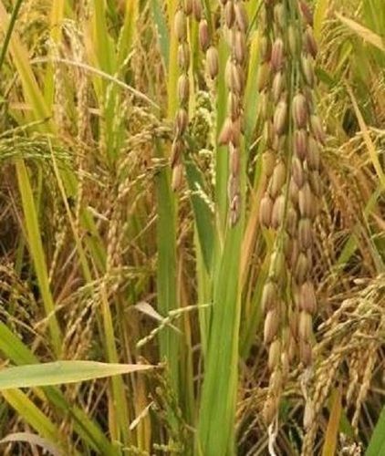 Natural Fresh And Pure Brown Color Paddy Rice For Cooking, And It Can Stabilize Your Blood Sugar Levels