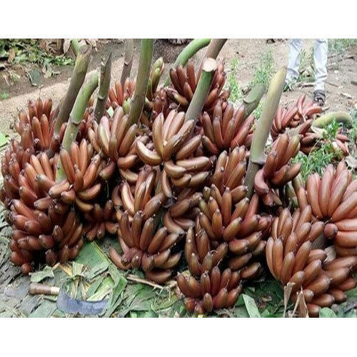 Indian Origin Organic Fresh Red Bananas With High Nutritious Values