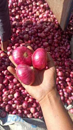 100% Natural, Organic And Fresh Red Onion