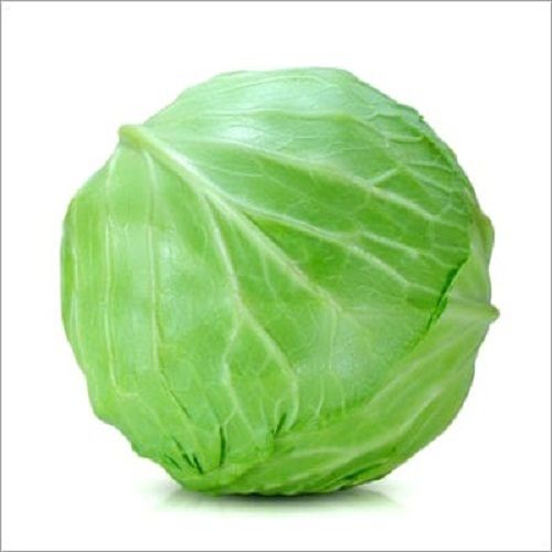 Natural And Fresh Nutrient Rich Green Cabbage, High In Vitamins C And K