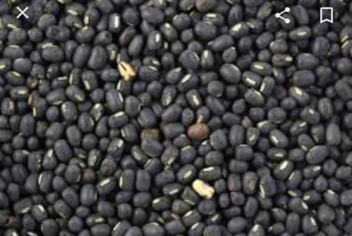 Black Gream Lentils