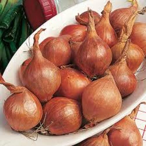 Enhance The Flavor Rich Healthy Natural Taste Red Fresh Shallot Onion