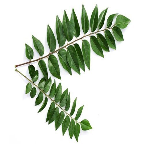 Leaf No Artificial Color Nice Fragrance Rich Natural Taste Green Fresh Curry Leaves