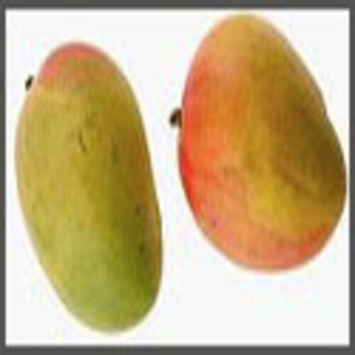 Sweet Rich Natural Taste No Artificial Color Healthy Yellow Fresh Malgoa Mangoes