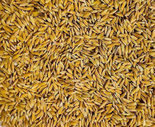 Organic Medium Grains Golden Paddy Rice With Rich In Protein And 100% Purity, 12 Month Shelf Life