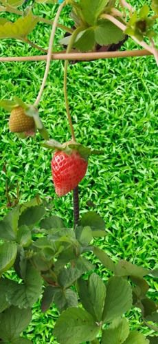 Red Natural Fresh Strawberry Fruit For Wedding Party, 1 Kg Pack