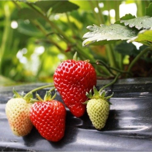 1-10 Feet Height Strawberry Plant(Temperature Need 60'F To 80'F)