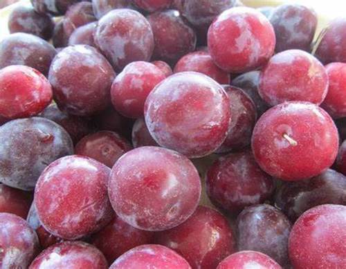 Mouthwatering Taste Healthy And Nutritious Sweet And Tarty Taste Fresh And Juicy Red Plum