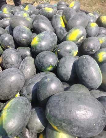 Common Black And Green, Fresh Sweet Watermelon With 30 Days Of Shelf Life