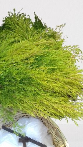  घर की सजावट के लिए सुंदर दिखने वाला कोलोनिमा बड़े पत्तों वाला पौधा 