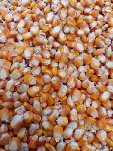 Natural Taste Healthy Yellow Maize Corn Kernels Super Food Rich In Vitamin B, E And K