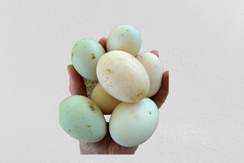 No Artificial Color Healthy And Nutritious White Duck Eggs For Farming (6 Inch)