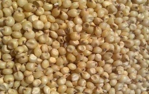 Pure Natural Pahadi Yellow Jowar Seed Organically Grown Without Pesticides And Fertilizers