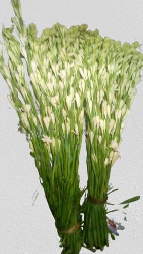 White Rajanigandha Flowers Bunch For Decoration Purpose With Light Breathable Aroma