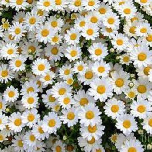 White Daisy Flower Bunch For Wall Decor With 21 Inch Wide And 25 Inch Tall