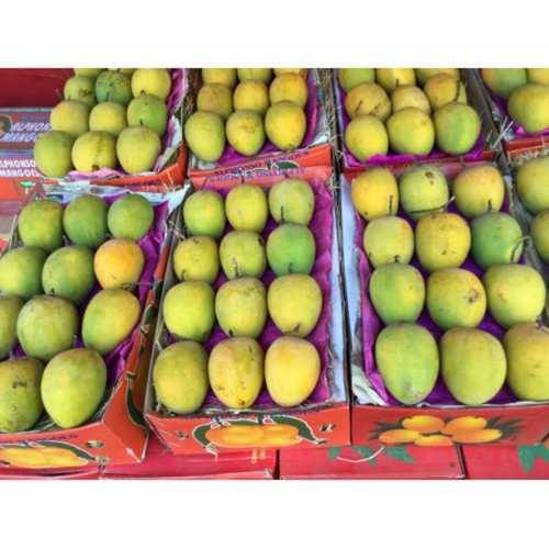 100% Farm Fresh Seasonal Sweet And Juicy Mango Fruit