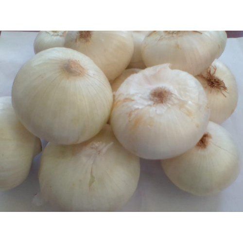 A-Grade Organically Grown Pesticide-Free Healthy And Fresh White Onions