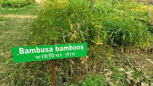 Bambusa Bamboo Plant For Outdoor
